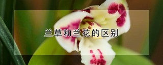 兰草和兰花的区别,第1图