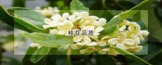 桂花品质,第1图