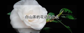 白山茶的花语是什么,第1图