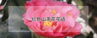 红色山茶花花语,第1图