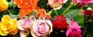 彩色玫瑰花语是什么意思,第1图