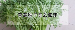 茼蒿种子怎么催芽,第1图