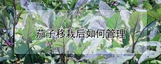 茄子移栽后如何管理,第1图