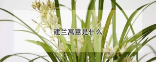 建兰寓意是什么,第1图