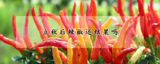 立秋后辣椒还结果吗,第1图