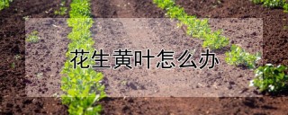 花生黄叶怎么办,第1图