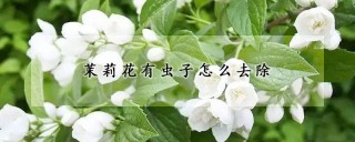 茉莉花有虫子怎么去除,第1图