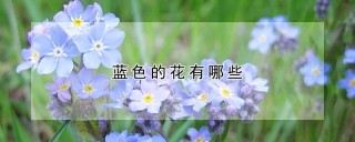 蓝色的花有哪些,第1图