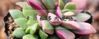 卡日松多肉花语,第1图