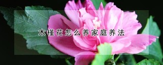 木槿花怎么养家庭养法,第1图