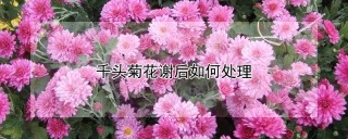 千头菊花谢后如何处理,第1图