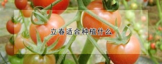 立春适合种植什么,第1图