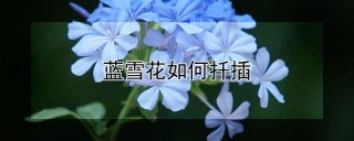 蓝雪花如何扦插,第1图