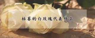 枯萎的白玫瑰代表什么,第1图