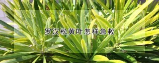 罗汉松黄叶怎样急救,第1图