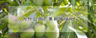 为什么用芒果树做绿化,第1图