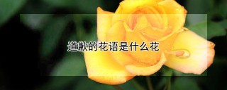 道歉的花语是什么花,第1图