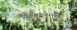 豌豆不搭架子行吗,第1图