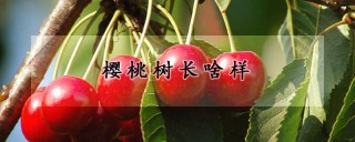 樱桃树长啥样,第1图