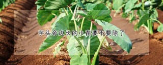 芋头旁边长的小苗要不要除了,第1图