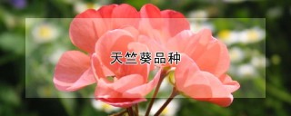 天竺葵品种,第1图