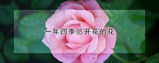 一年四季总开花的花,第1图