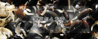 黑豆怎么发芽,第1图