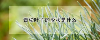 青松叶子的形状是什么,第1图