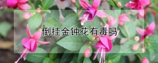 倒挂金钟花有毒吗,第1图