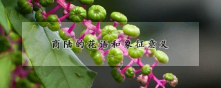 商陆的花语和象征意义,第1图