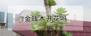 金钱木开花吗,第1图