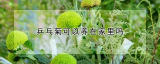 乒乓菊可以养在家里吗,第1图