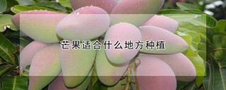 芒果适合什么地方种植,第1图