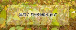 黑豆几月份种植比较好,第1图