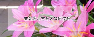 韭菜莲北方冬天如何过冬,第1图