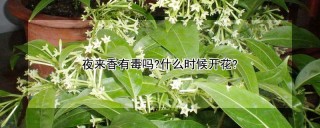 夜来香有毒吗?什么时候开花?,第1图