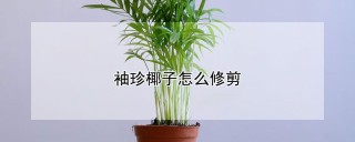 袖珍椰子怎么修剪,第1图