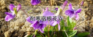 耐寒宿根花卉,第1图