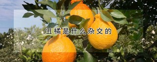 丑橘是什么杂交的,第1图