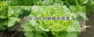 适合三月份种植的蔬菜,第1图