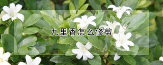 九里香怎么修剪,第1图