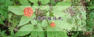 人参种植技术,第1图