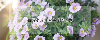 百万小玲和牵牛花的区别,第1图