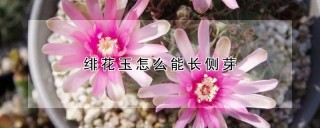 绯花玉怎么能长侧芽,第1图