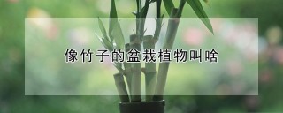 像竹子的盆栽植物叫啥,第1图