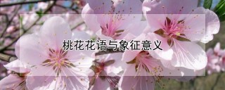 桃花花语与象征意义,第1图