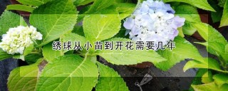 绣球从小苗到开花需要几年,第1图