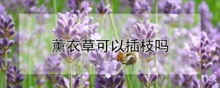 薰衣草可以插枝吗,第1图