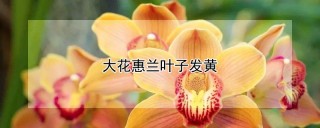 大花惠兰叶子发黄,第1图