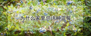 为什么家里忌讳种蓝莓,第1图